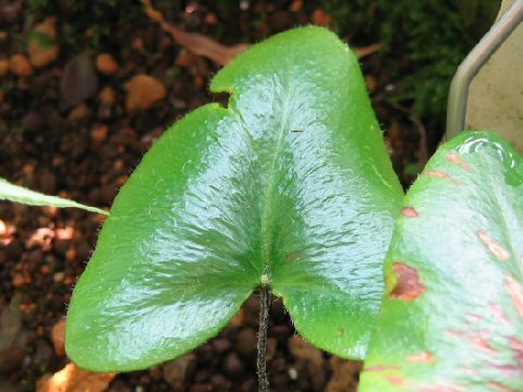 Hemionitis arifolia