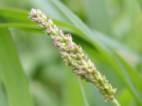 Echinochloa crus-galli