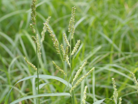 Echinochloa crus-galli