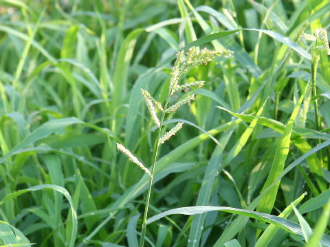 Echinochloa crus-galli