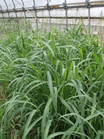 Echinochloa crus-galli