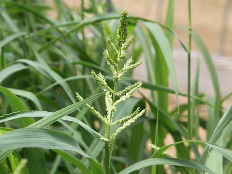 Echinochloa crus-galli