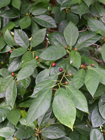 Ficus erecta