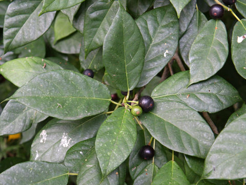 Ficus erecta