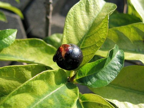 Ficus erecta