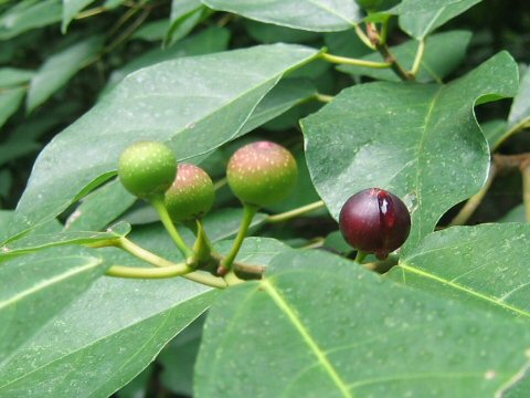 Ficus erecta