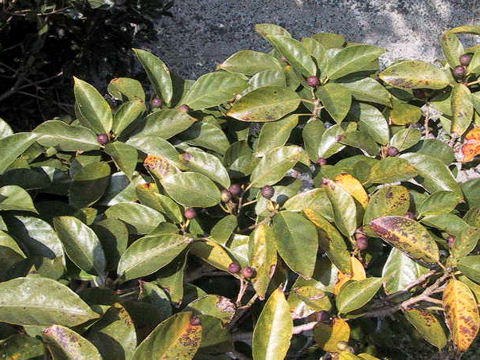 Ficus erecta