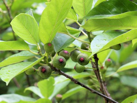 Ficus erecta