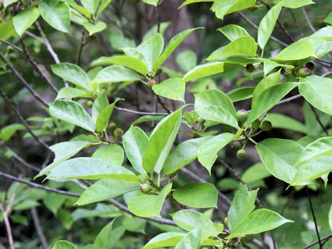 Ficus erecta