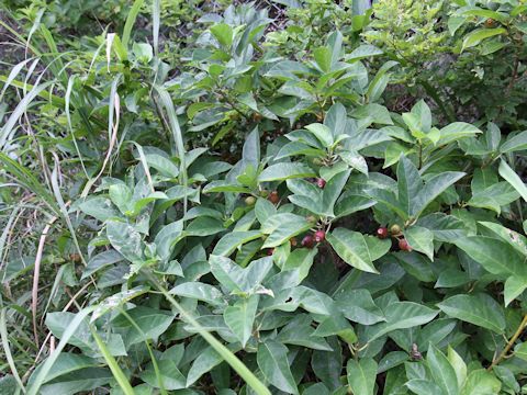 Ficus erecta