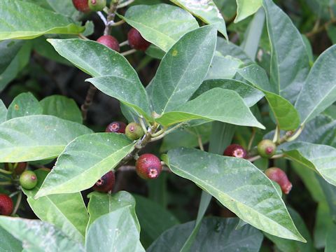 Ficus erecta