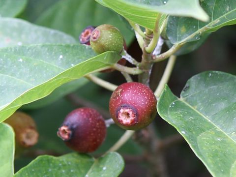 Ficus erecta