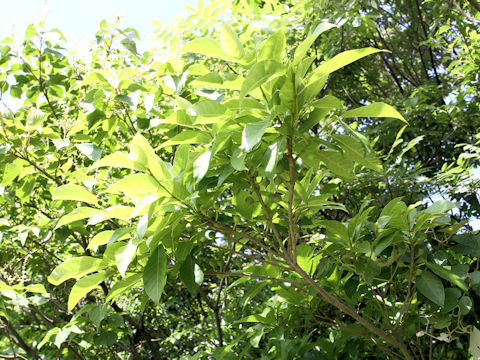 Ficus erecta