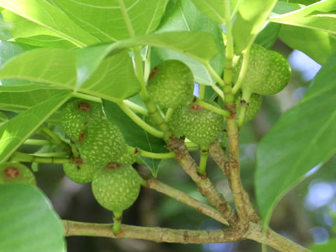 Ficus erecta