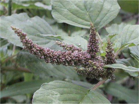 Amaranthus lividus var. ascendens