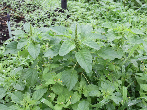 Amaranthus lividus var. ascendens