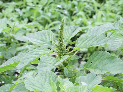 Amaranthus lividus var. ascendens