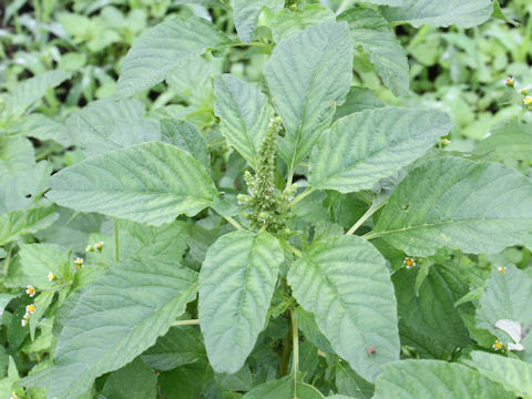 Amaranthus lividus var. ascendens