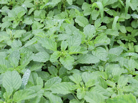 Amaranthus lividus var. ascendens