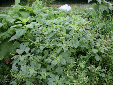 Amaranthus lividus var. ascendens