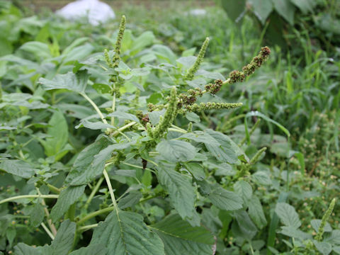 Amaranthus lividus var. ascendens