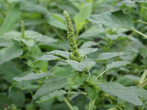 Amaranthus lividus var. ascendens