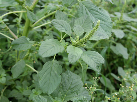 Amaranthus lividus var. ascendens