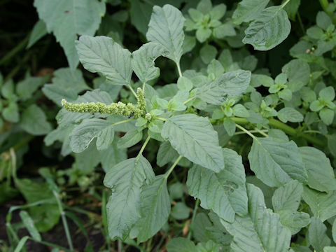 Amaranthus lividus var. ascendens