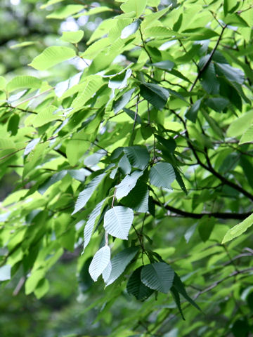 Fagus japonica