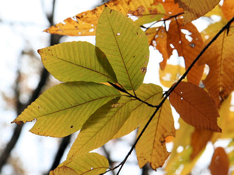 Fagus japonica