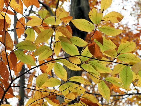 Fagus japonica