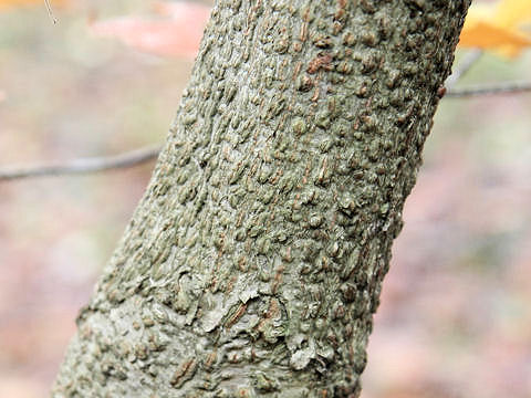 Fagus japonica