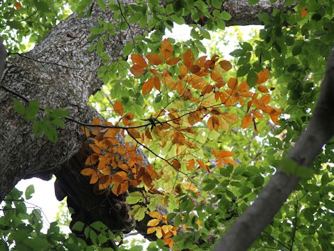 Fagus japonica