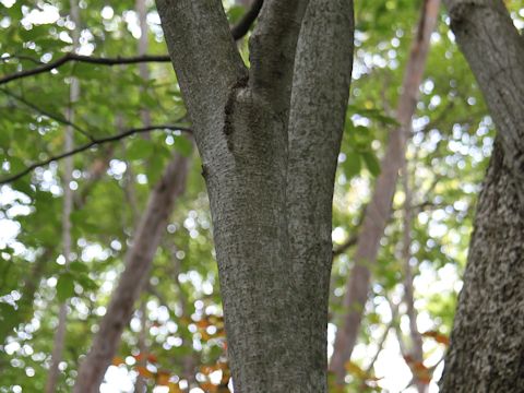 Fagus japonica