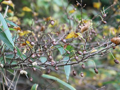 Fagus japonica