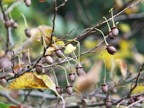 Fagus japonica