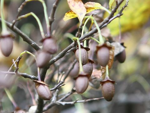 Fagus japonica