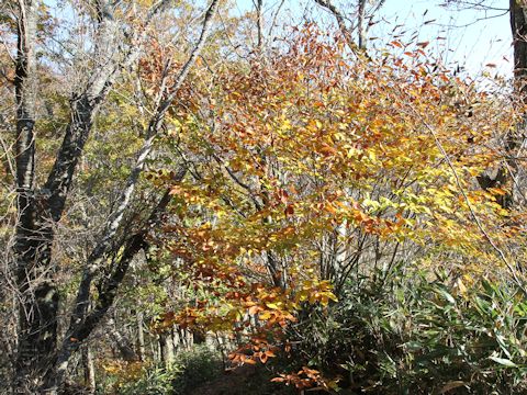 Fagus japonica