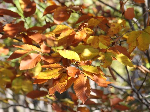 Fagus japonica