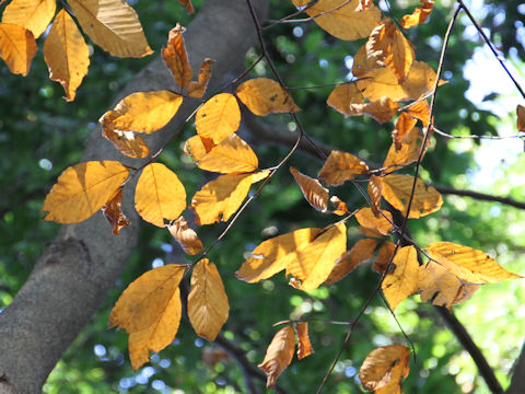 Fagus japonica