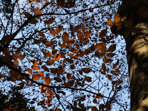 Fagus japonica