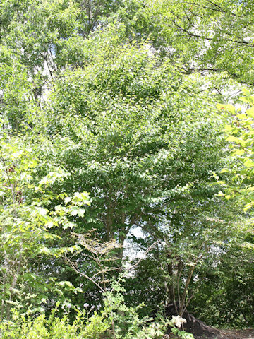 Fagus japonica