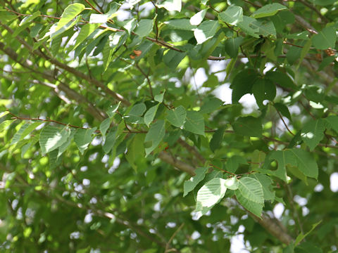 Fagus japonica