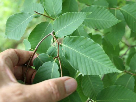 Fagus japonica