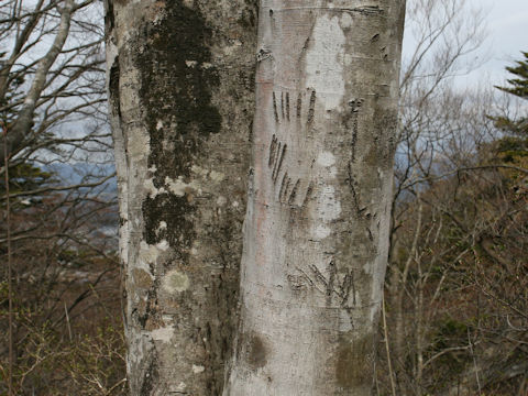 Fagus japonica