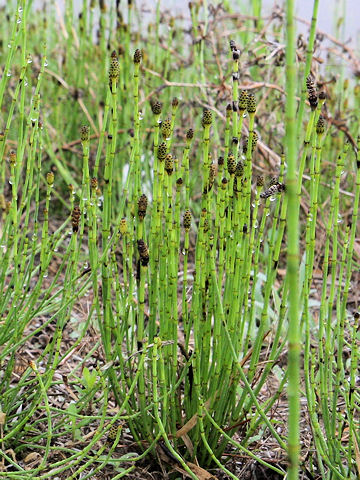 Equisetum ramosissimum