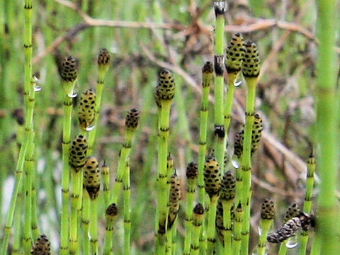 Equisetum ramosissimum