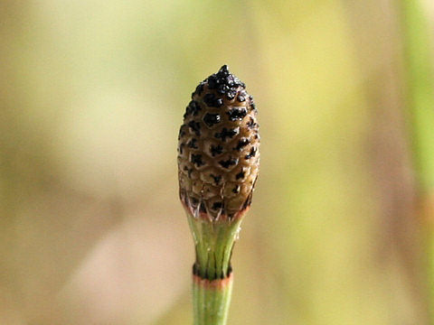 Equisetum ramosissimum