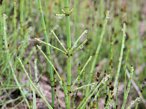 Equisetum ramosissimum