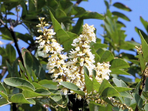 Maackia amurensis ssp. buergeri